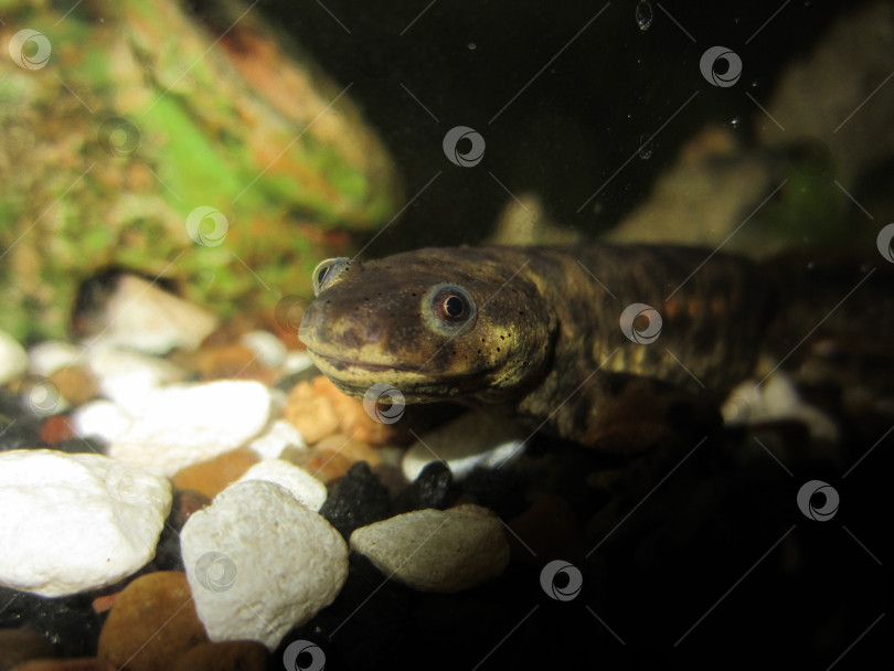 Скачать Тритон (Triturus vulgaris) среди камней в аквариуме смотрит на нас через стекло фотосток Ozero