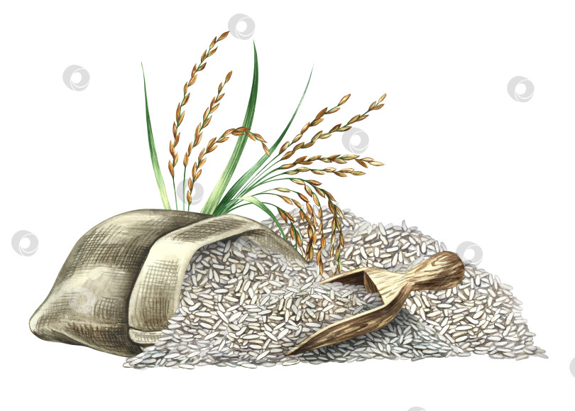 Скачать Пакет с рисом, деревянная лопатка и рисовые зерна рядом с ними. Рисованная иллюстрация акварелью. Элемент дизайна меню, рецептов и кулинарных книг. Для баннеров, флаеров, упаковки, этикеток и многого другого. фотосток Ozero