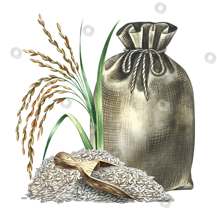 Скачать Мешки с рисом, деревянный совок и рисовая лопатка рядом с ними. Акварельная иллюстрация, выполненная от руки. Используется для оформления меню, рецептов и кулинарных книг. Используется для баннеров, флаеров, упаковки, этикеток и многого другого. фотосток Ozero