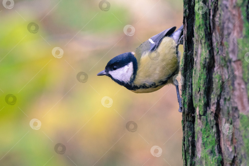 Скачать Синица на стволе дерева фотосток Ozero