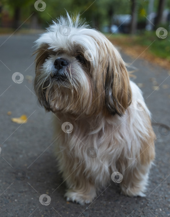 Скачать прогулки с собакой ши-тцу фотосток Ozero