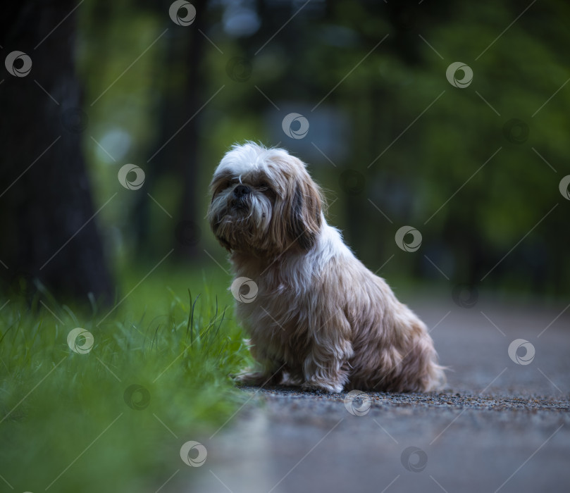 Скачать собака породы ши-тцу фотосток Ozero