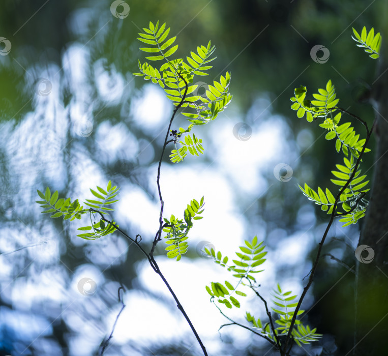 Скачать листья рябины фотосток Ozero