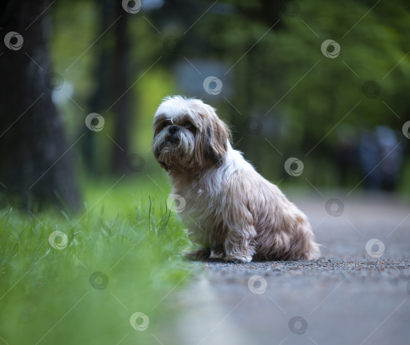 Скачать собака породы ши-тцу фотосток Ozero