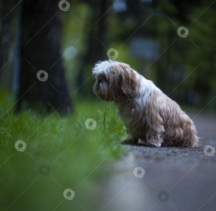 Скачать собака породы ши-тцу фотосток Ozero