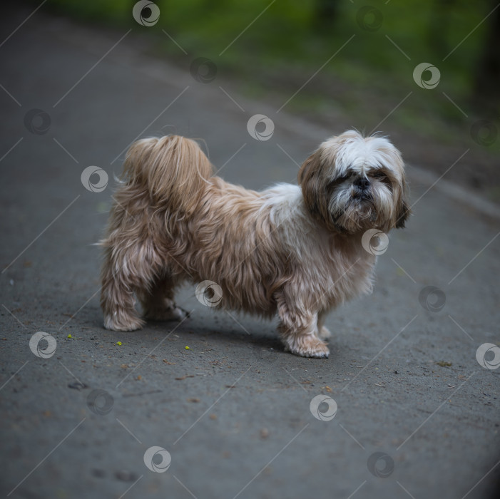 Скачать собака ши тцу фотосток Ozero