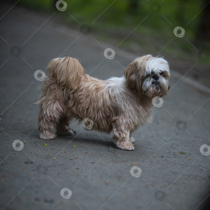 Скачать собака ши тцу фотосток Ozero