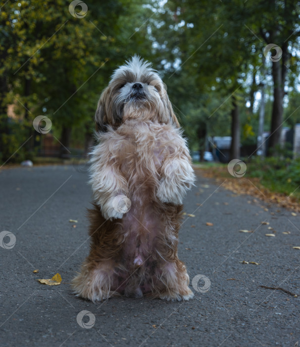 Скачать собака породы ши-тцу фотосток Ozero