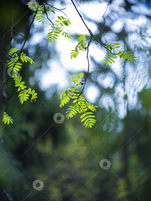 Скачать листья рябины фотосток Ozero