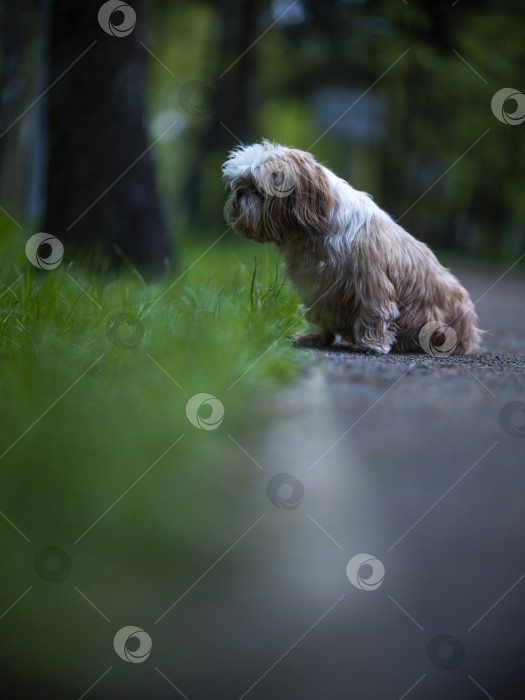 Скачать собака ши тцу фотосток Ozero