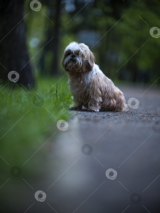 Скачать собака ши тцу фотосток Ozero