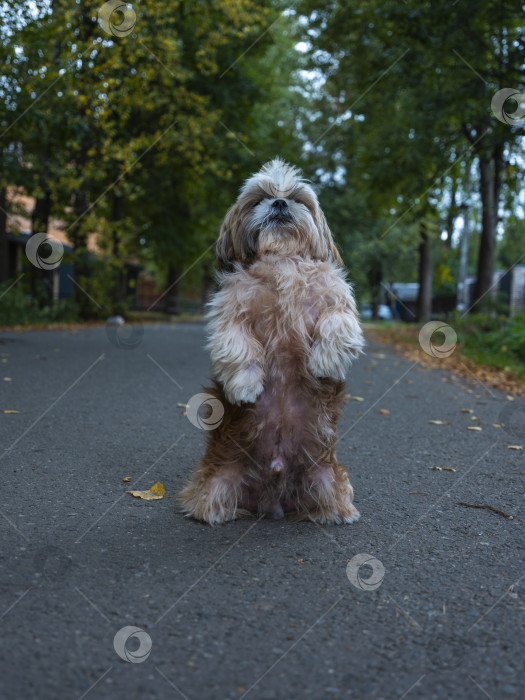Скачать собака ши тцу фотосток Ozero