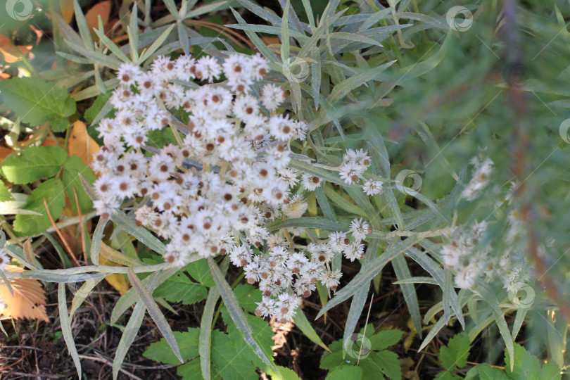 Скачать Белые цветы фотосток Ozero