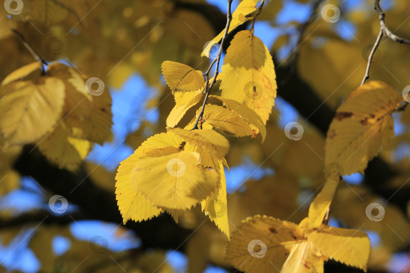 Скачать Листва фотосток Ozero