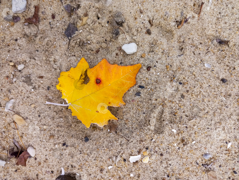 Скачать Опавший осенний лист на песке фотосток Ozero