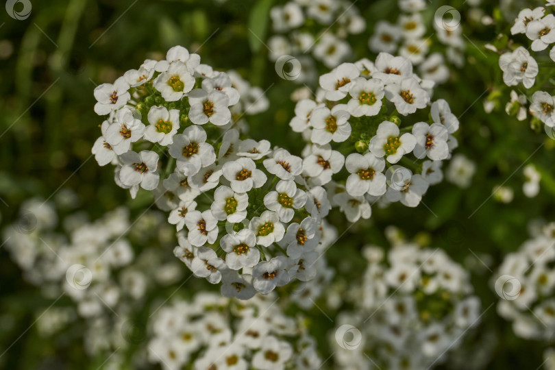Скачать Нежные белые и сиреневые цветы алиссума крупным планом. фотосток Ozero