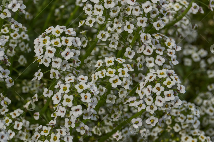 Скачать Нежные белые и сиреневые цветы алиссума крупным планом. фотосток Ozero