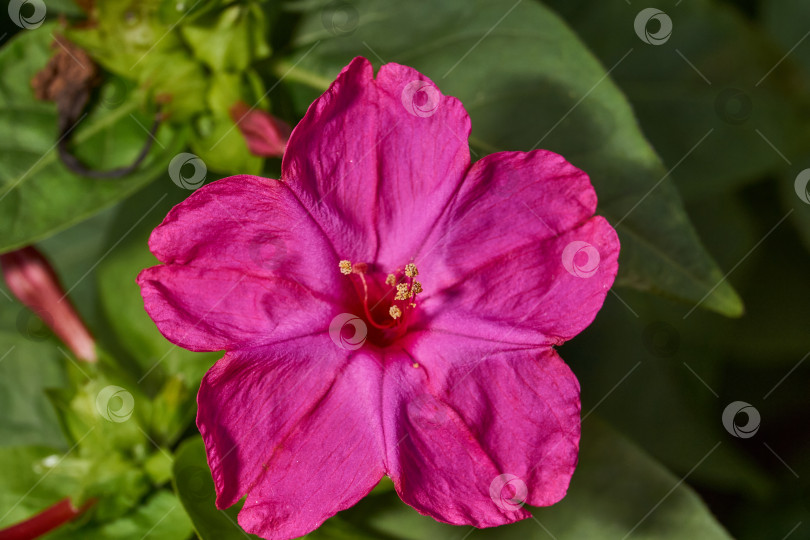Скачать Яркий цветок мирабилиса (лат. Mirabilis jalapa) крупным планом в летнем саду. фотосток Ozero