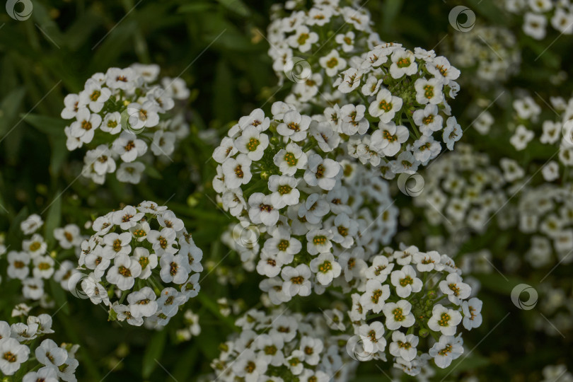 Скачать Нежные белые и сиреневые цветы алиссума крупным планом. фотосток Ozero