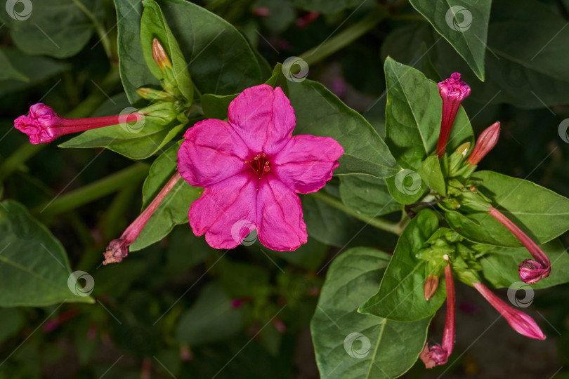 Скачать Яркий цветок мирабилиса (лат. Mirabilis jalapa) крупным планом в летнем саду. фотосток Ozero