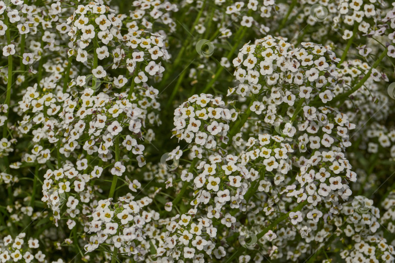 Скачать Нежные белые и сиреневые цветы алиссума крупным планом. фотосток Ozero