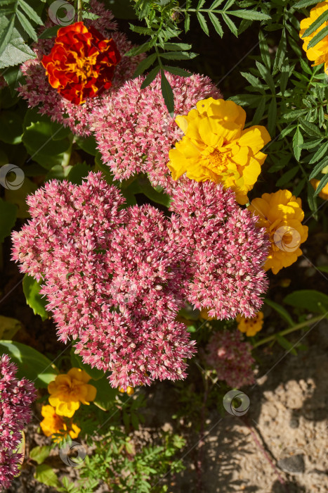 Скачать Очиток видный цветет в саду, крупный план соцветия. фотосток Ozero