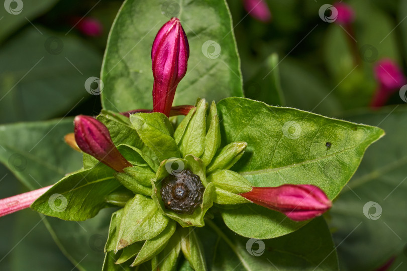 Скачать Яркий цветок мирабилиса (лат. Mirabilis jalapa) крупным планом в летнем саду. фотосток Ozero