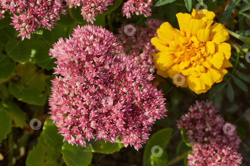Скачать Очиток видный цветет в саду, крупный план соцветия. фотосток Ozero