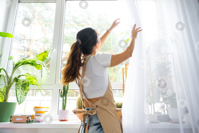 Скачать Женщина в фартуке вешает прозрачные тюлевые занавески на большие окна в доме, украшая интерьер растениями в горшках. Генеральная уборка, наведение порядка фотосток Ozero