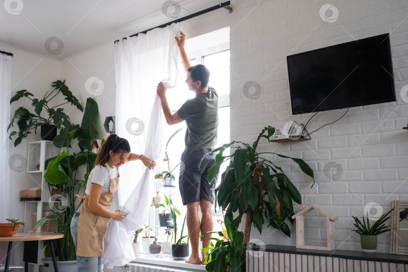 Скачать Муж помогает жене вешать прозрачные тюлевые занавески на большие окна в доме, украшая интерьер растениями в горшках. Генеральная уборка, наведение порядка фотосток Ozero
