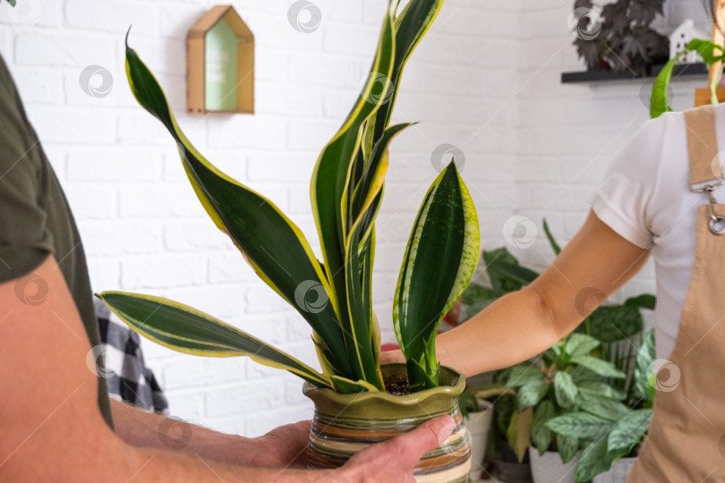 Скачать Муж дарит своей жене растение в горшке для хобби фотосток Ozero