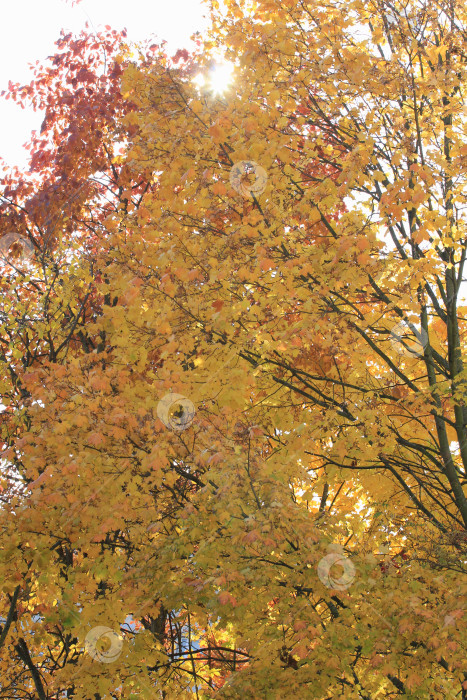 Скачать Листва фотосток Ozero