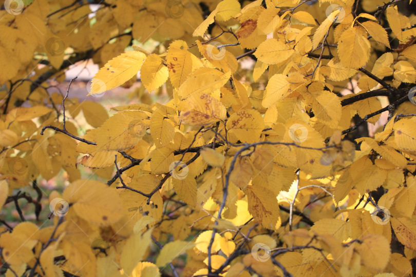 Скачать Листва фотосток Ozero