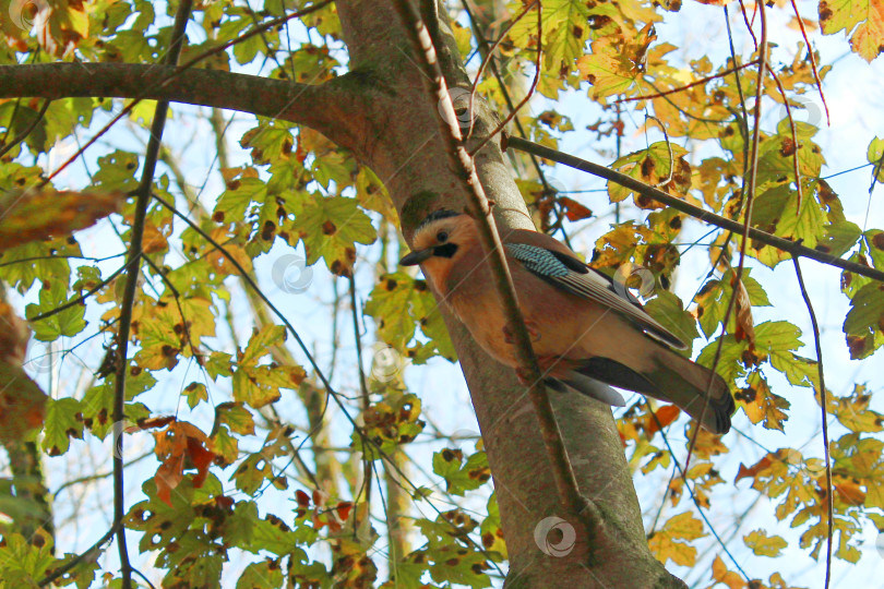 Скачать Сойка на дереве фотосток Ozero