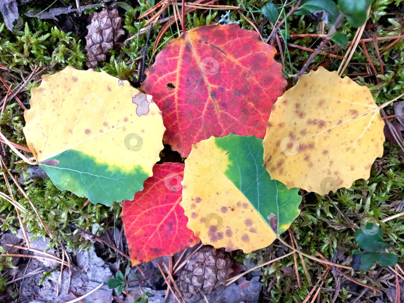 Скачать Яркие разноцветные листья в осеннем лесу фотосток Ozero