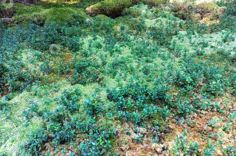 Скачать Яркий мох и зеленая трава в лесах Ленинградской области фотосток Ozero