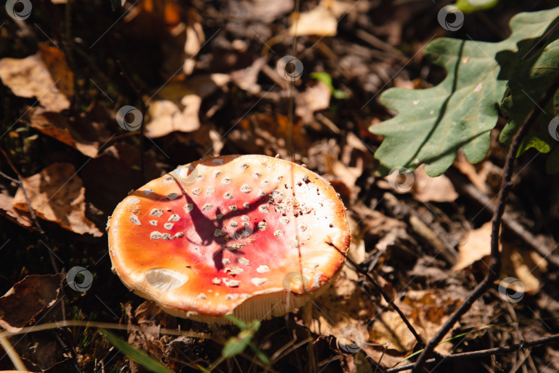 Скачать мухомор в осенних листьях фотосток Ozero