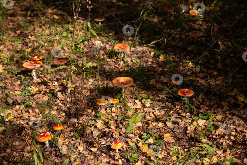 Скачать Осенняя поляна с мухоморами фотосток Ozero