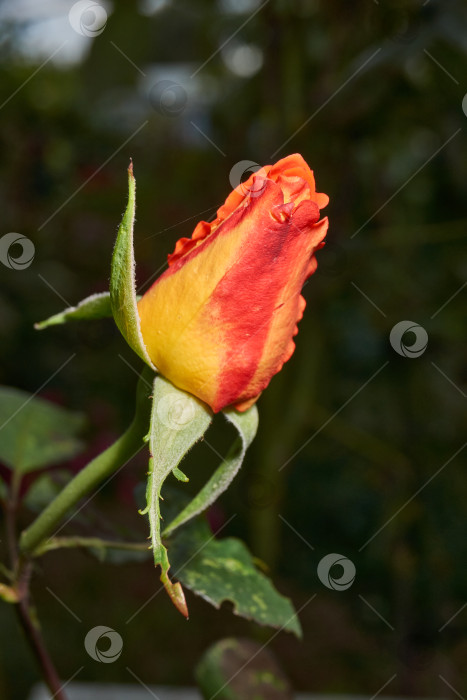 Скачать Оранжево-красная роза на темном фоне. фотосток Ozero