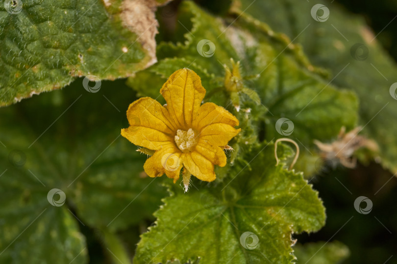 Скачать Макросъемка завязи огурца. фотосток Ozero