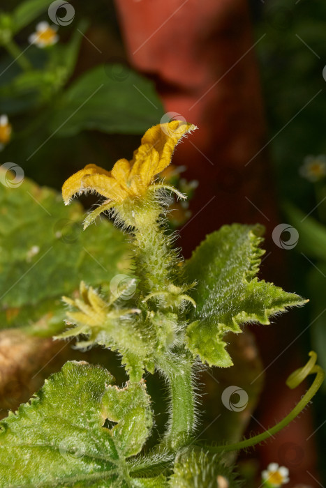 Скачать Макросъемка завязи огурца. фотосток Ozero