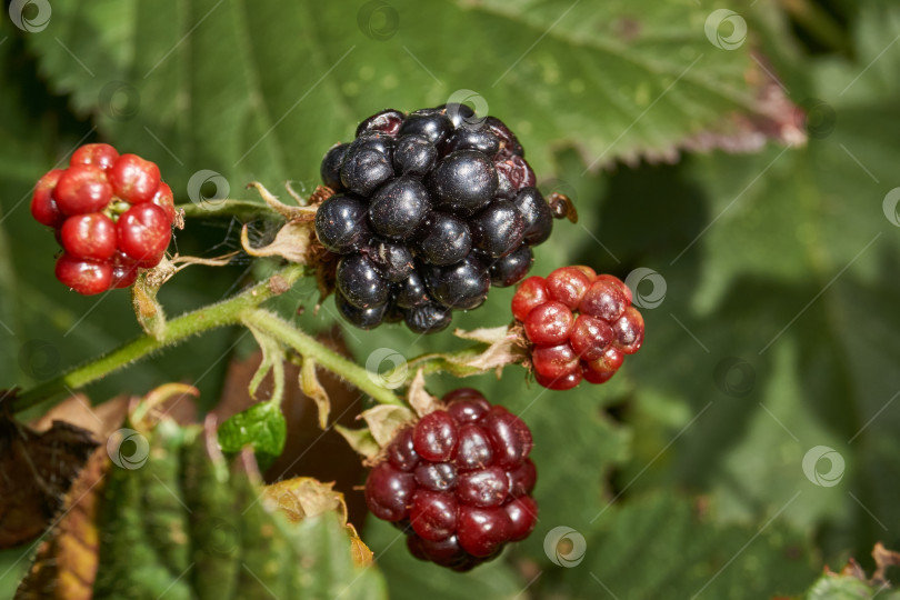 Скачать Спелая ягода ежевики крупным планом. Свежая ежевика на кусте в саду. фотосток Ozero
