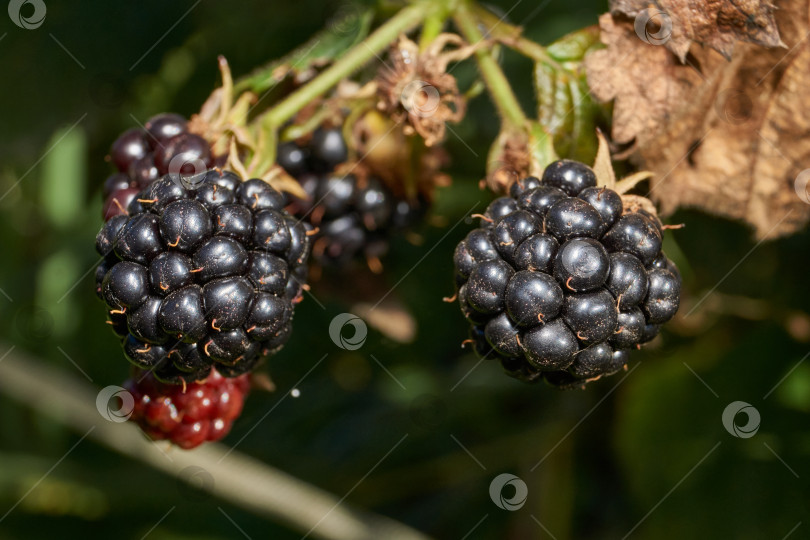 Скачать Спелая ягода ежевики крупным планом. Свежая ежевика на кусте в саду. фотосток Ozero