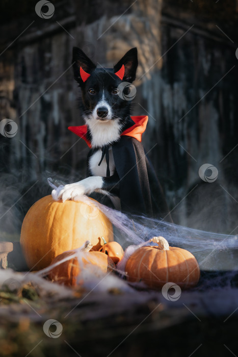 Скачать хеллоуин фотосток Ozero