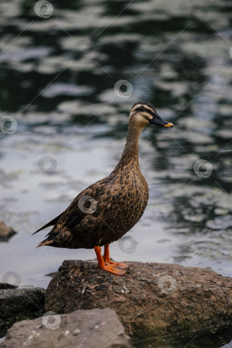 Скачать уточка на камне фотосток Ozero