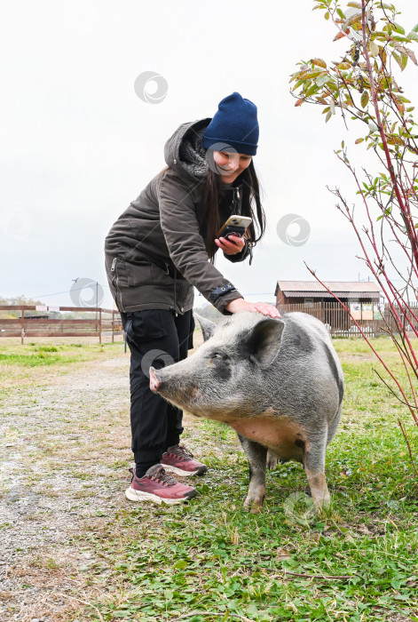 Скачать Российская блогерша снимает милую мини-свинью на ферме и гладит ее. Молодая женщина создает контент для социальных сетей о животных и загородном образе жизни на природе. фотосток Ozero