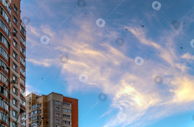 Скачать Птицы в небе фотосток Ozero