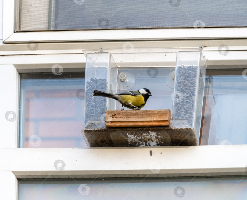Скачать Синица на кормушке фотосток Ozero