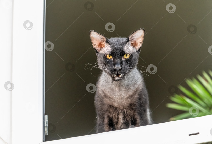 Скачать Злой кот в окне фотосток Ozero