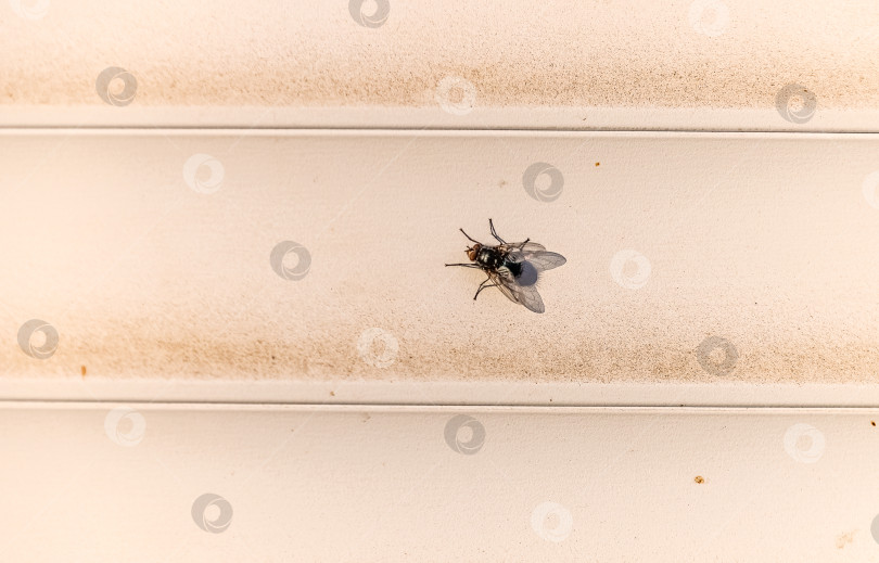 Скачать Муха осенняя фотосток Ozero